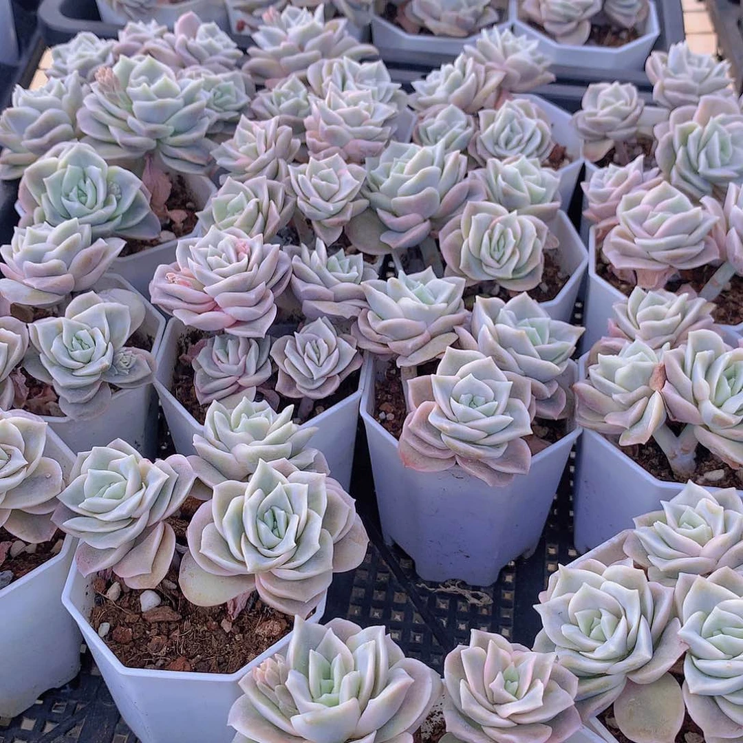 两颗可爱玫瑰24556778899999