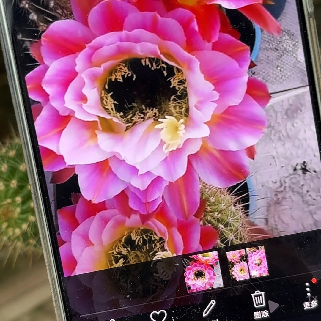 曙光毛侧牙20包邮5公分