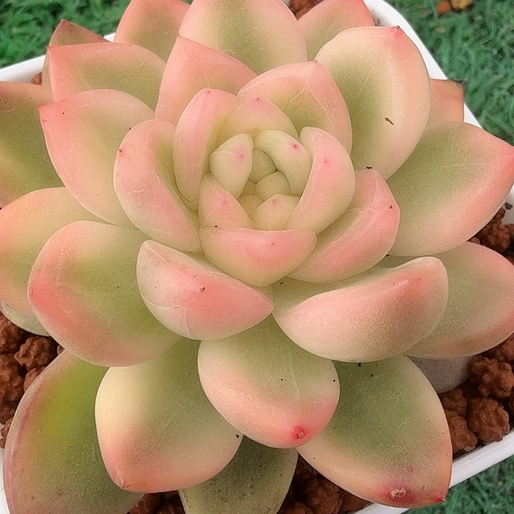 冰月亮锦多肉锦植物