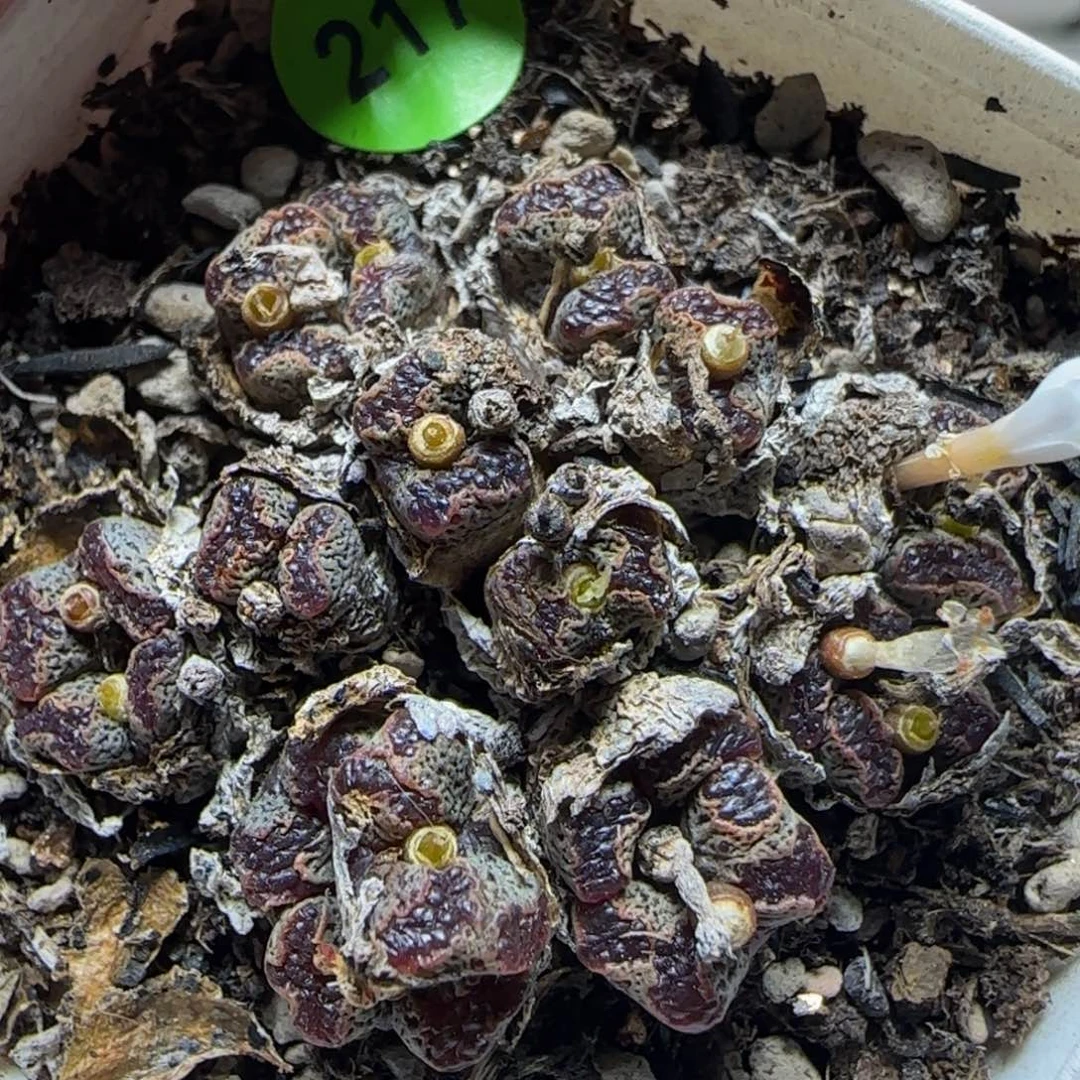 漂漂亮亮多肉植物217