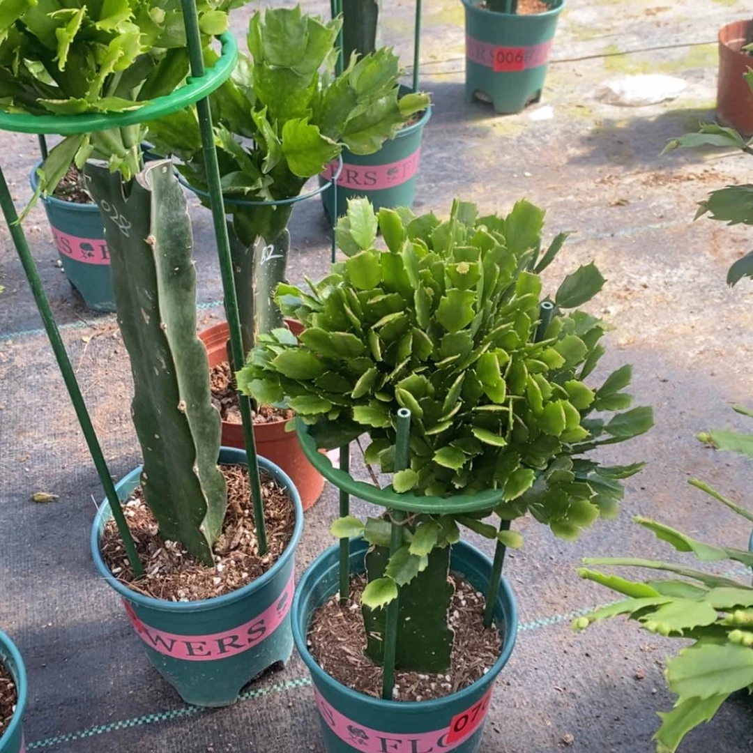 【闪购商品】完全开放花*076嫁接028