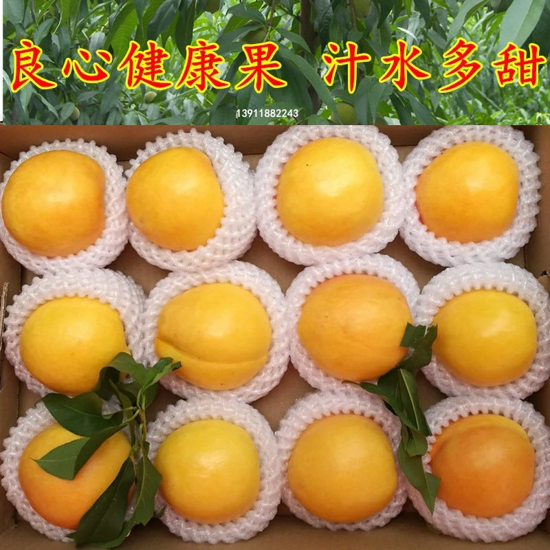 正宗北京平谷大桃黄金油桃新鲜水果现摘黄肉黄心金色水蜜桃甜脆