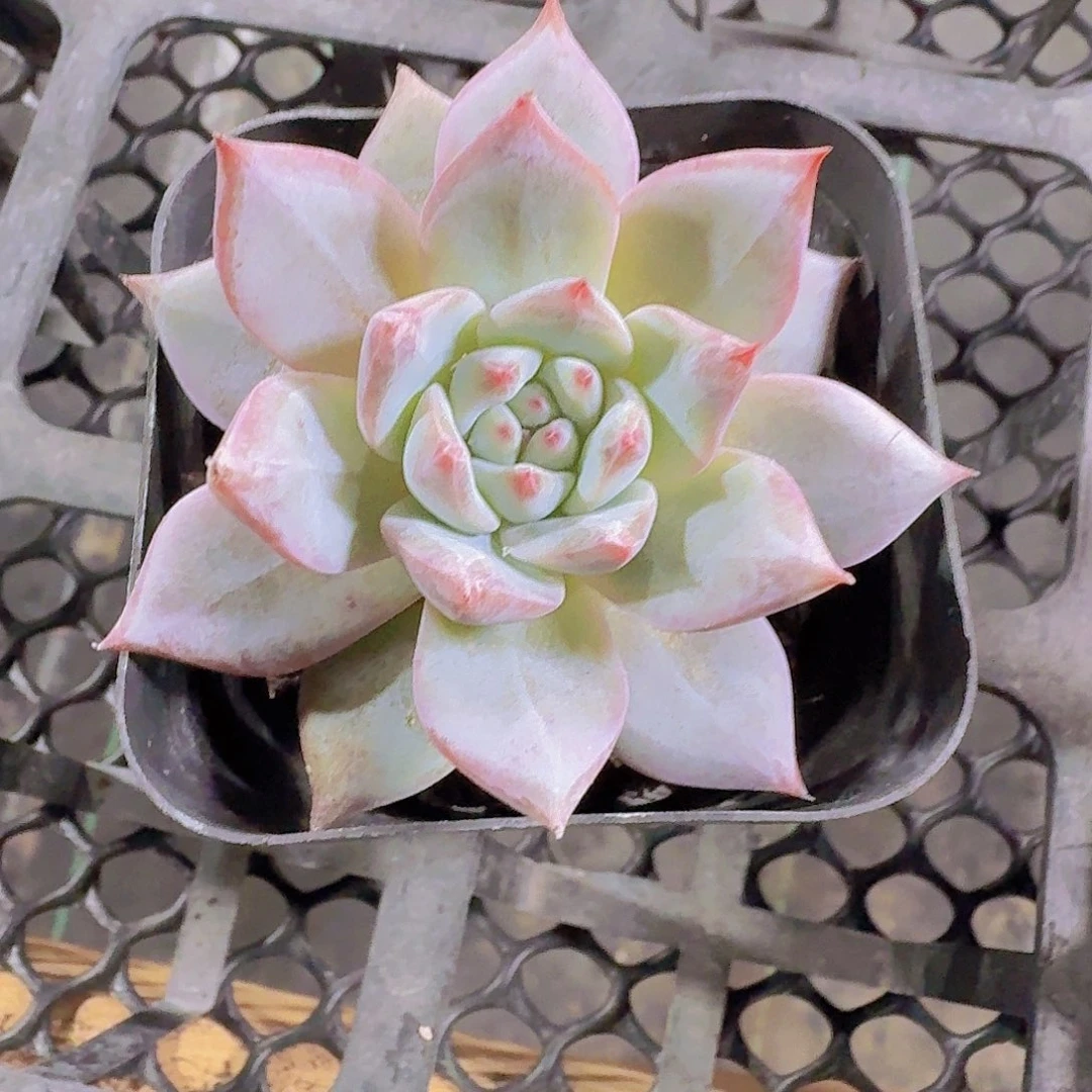 精品粉蓝鸟多肉植物