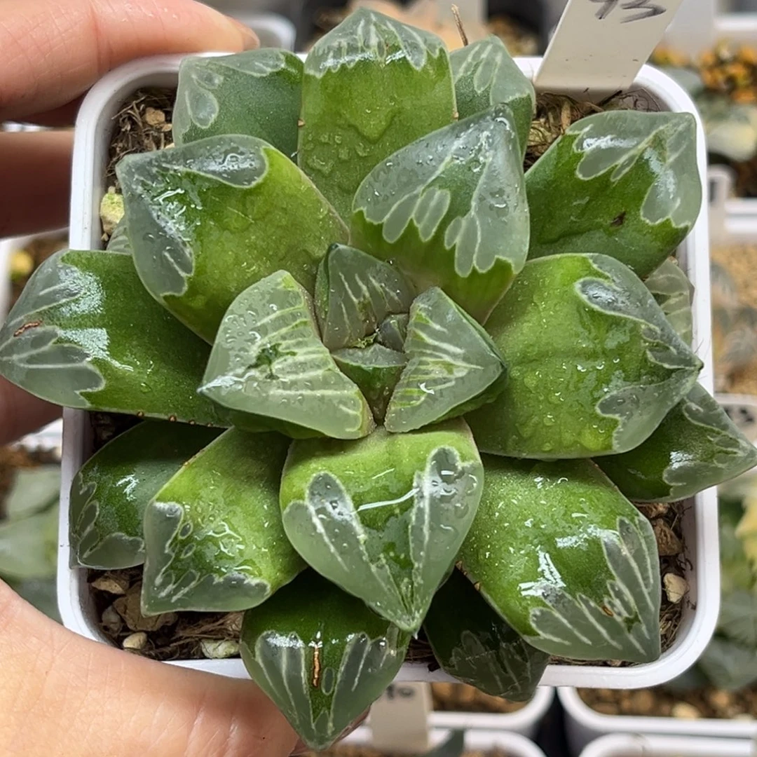 93绿玻璃福利专场