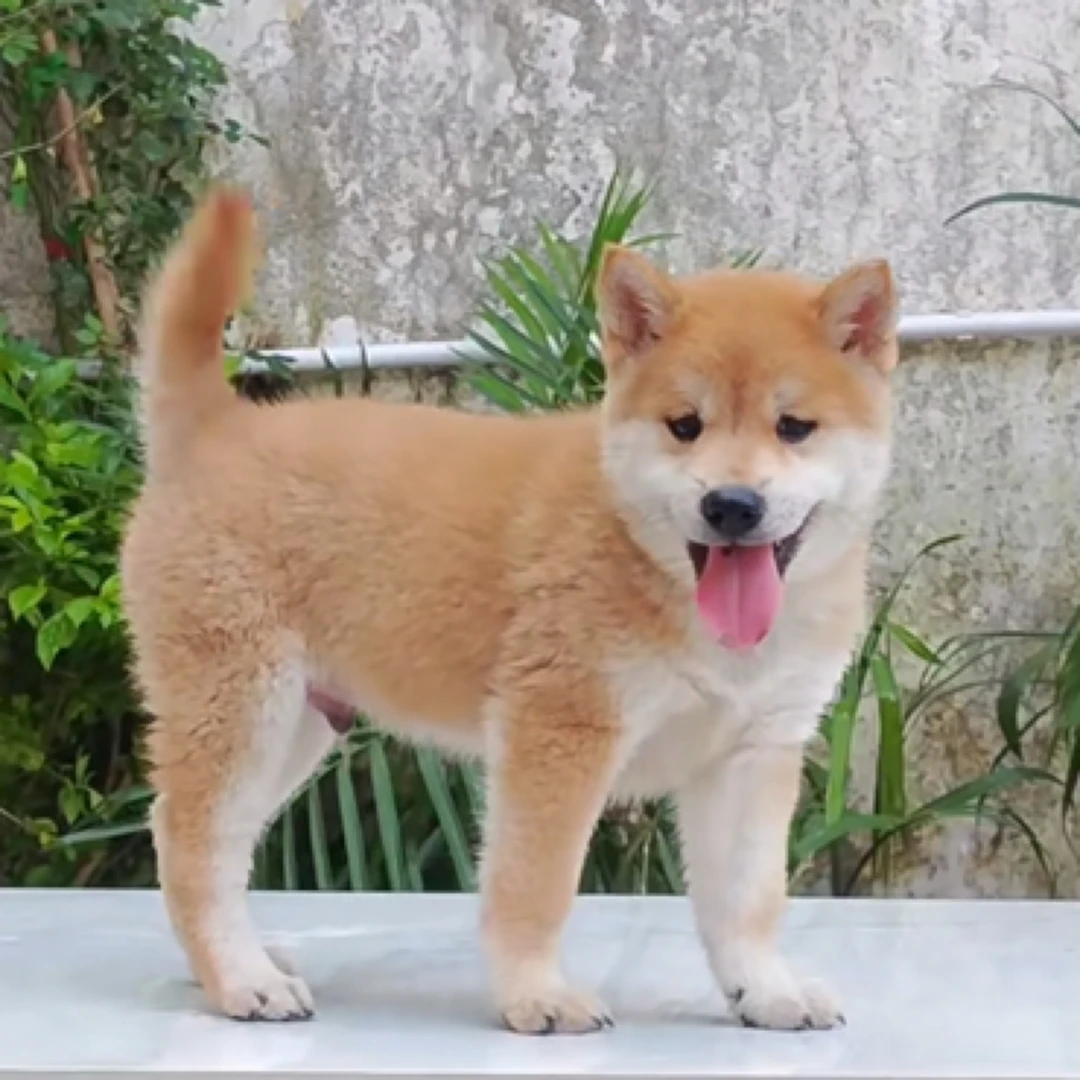 大黄狗黄狗白面金不换中华田园犬广西纯种土猎犬宠物活体黄土松犬