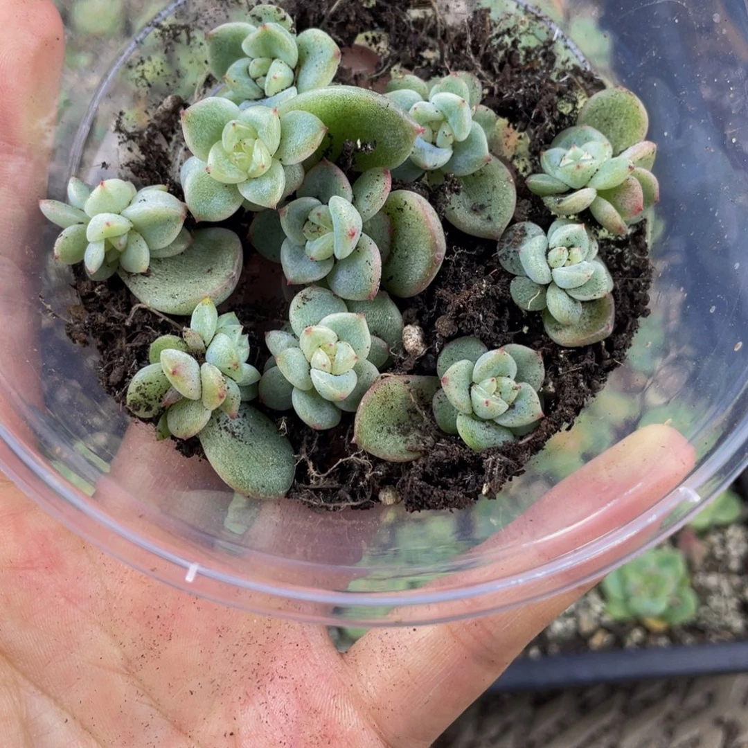 OTO多肉切糕优选DY1340