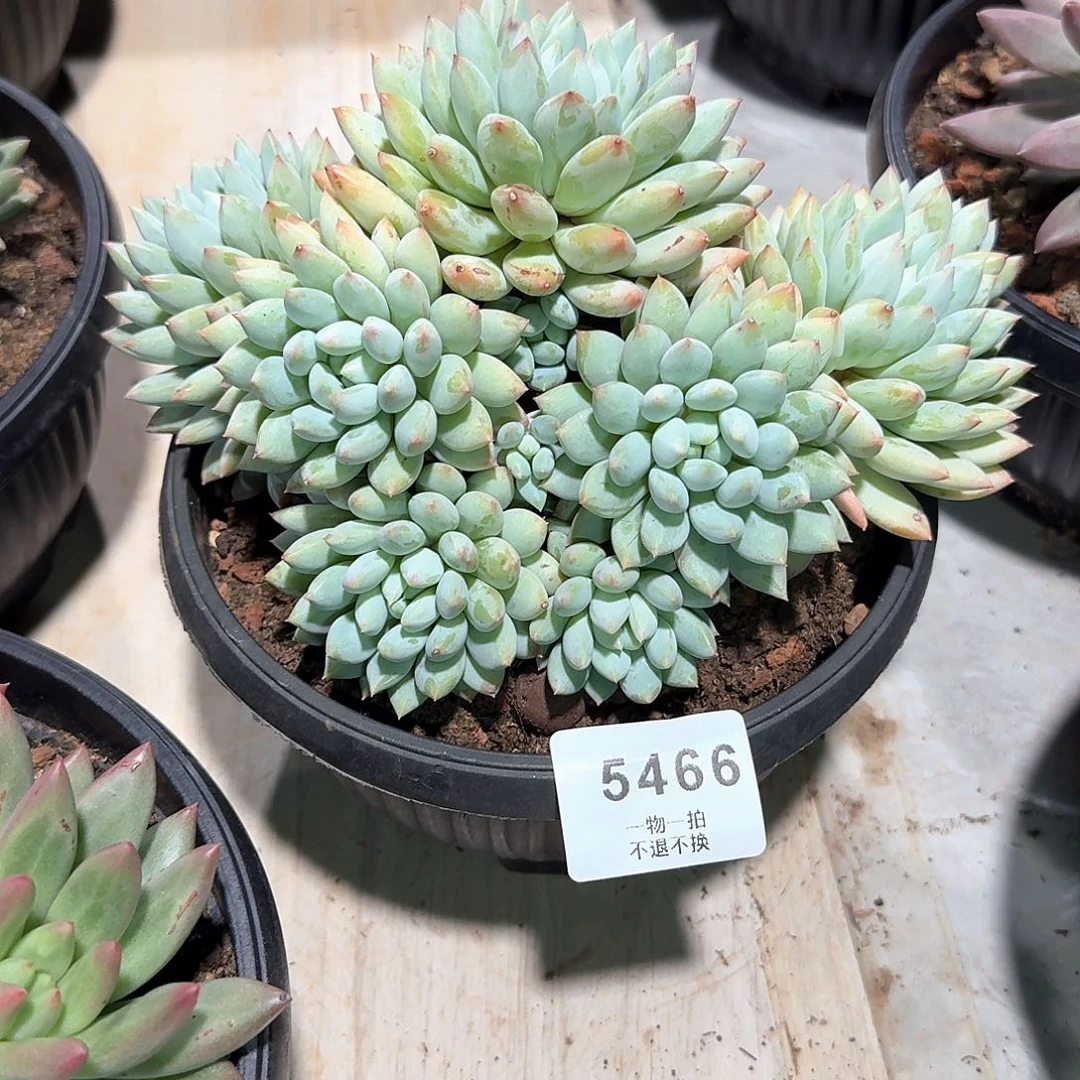 吴***5466明珠美人多肉