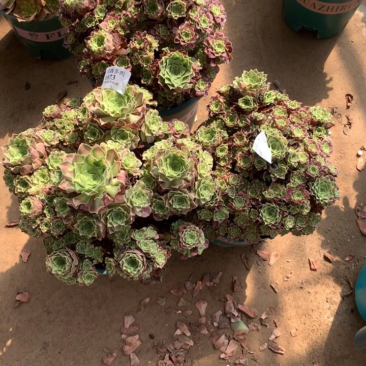 多***界1073.845.851多肉三颗包邮