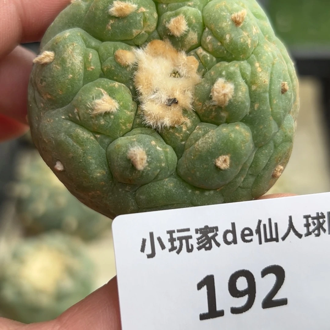 192 有根 仙人球的世界