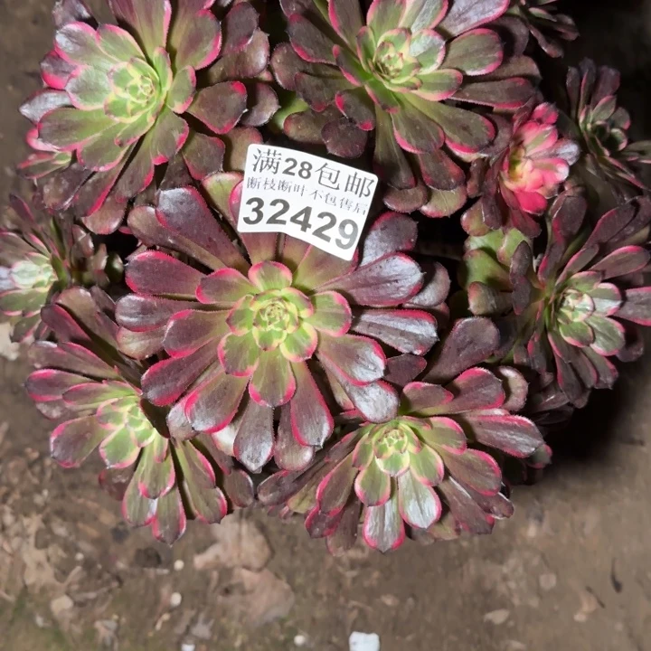 32429黑金刚多肉植物