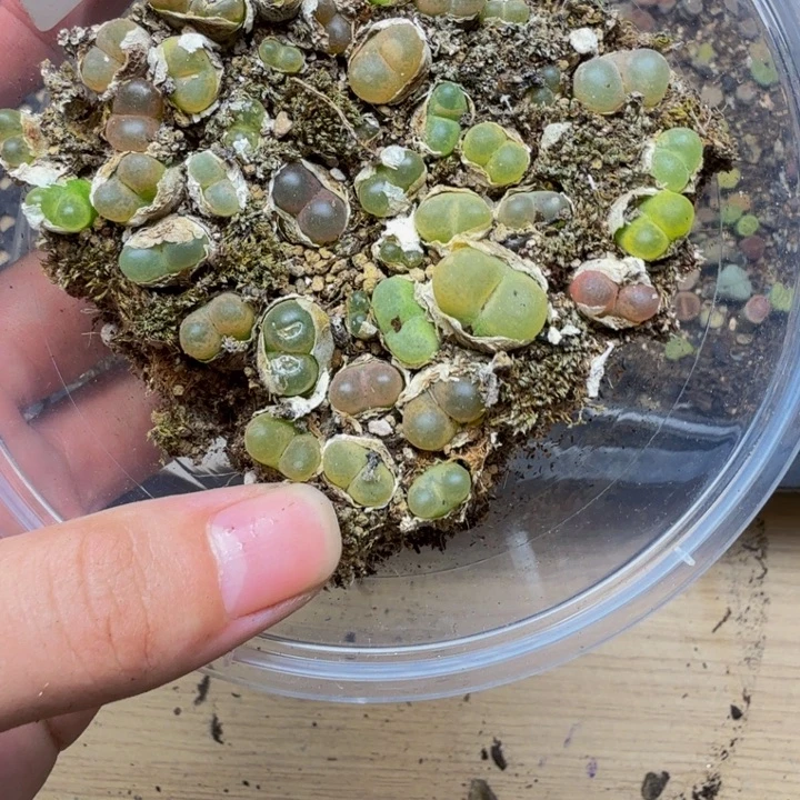 多肉植物的生长501
