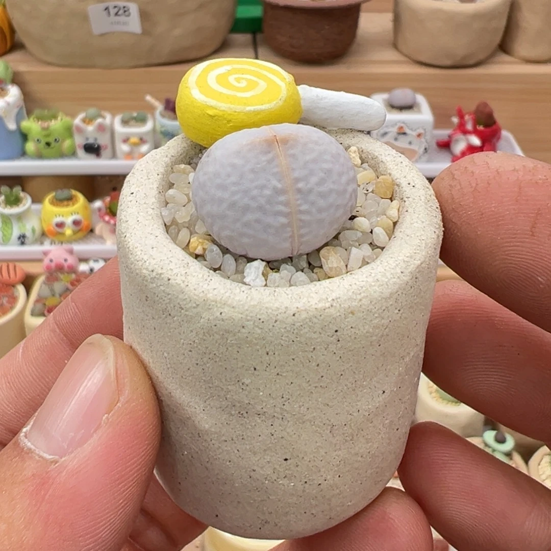 多肉植物实付9.9元包邮4号