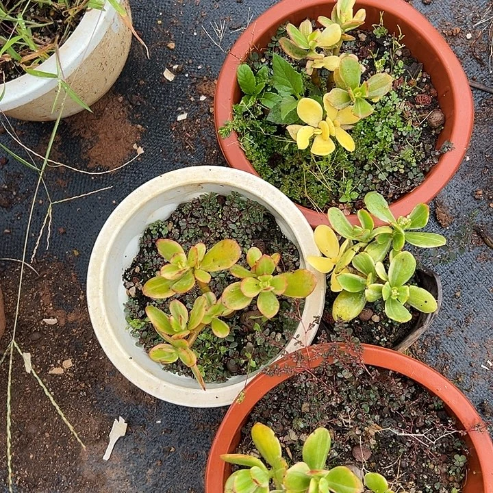 保***杞多肉植物实物直播实物123
