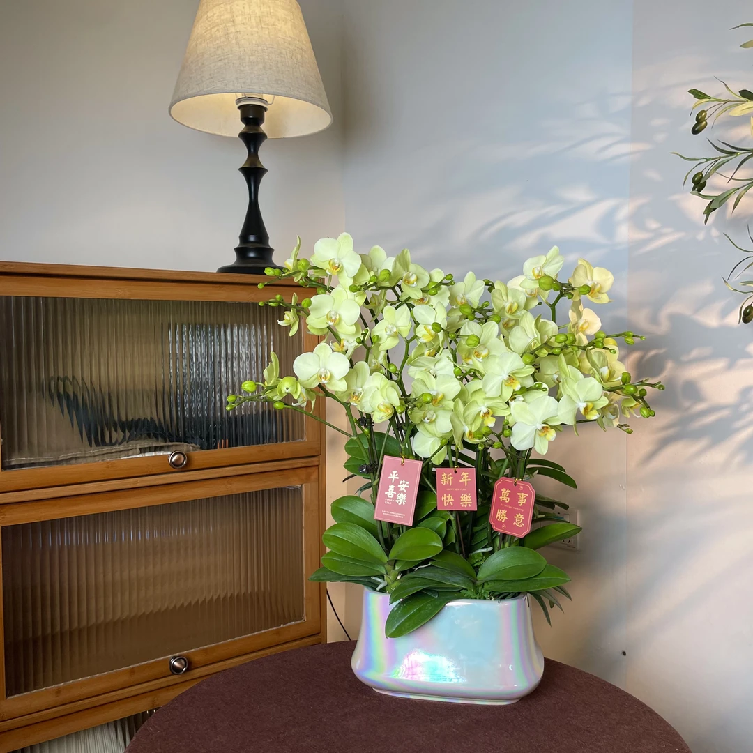 【绿如意-蝴蝶兰】轻奢 中式 禅意 绿植盆栽 送礼装饰 年宵花