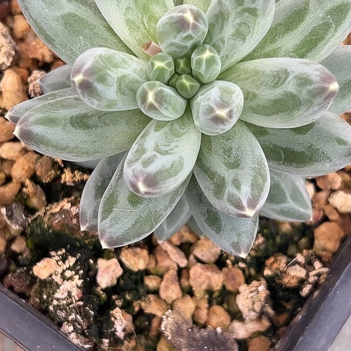 幺***子暗纹美人杂交特价一物一拍