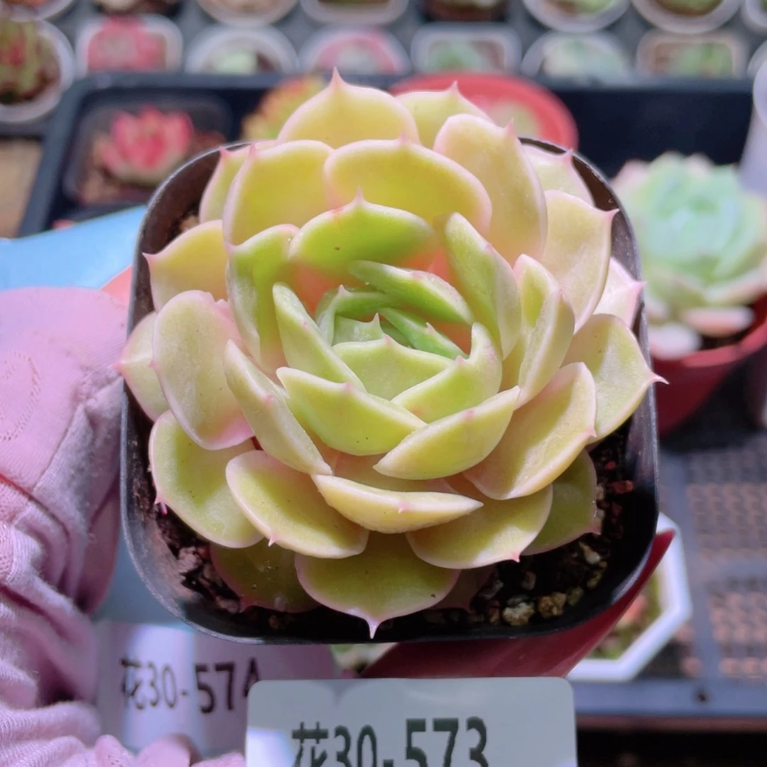 花利美30-573昂斯诺