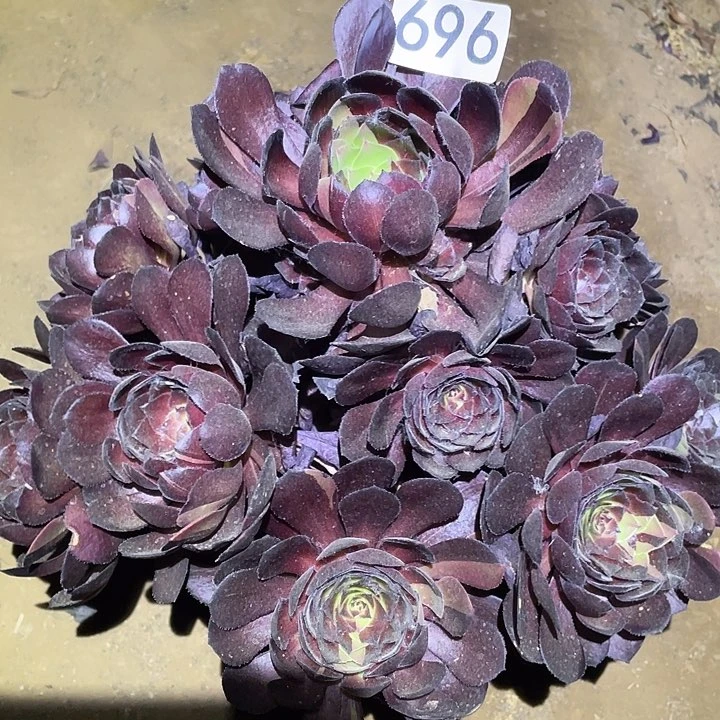 多肉植物法师696黑寡妇