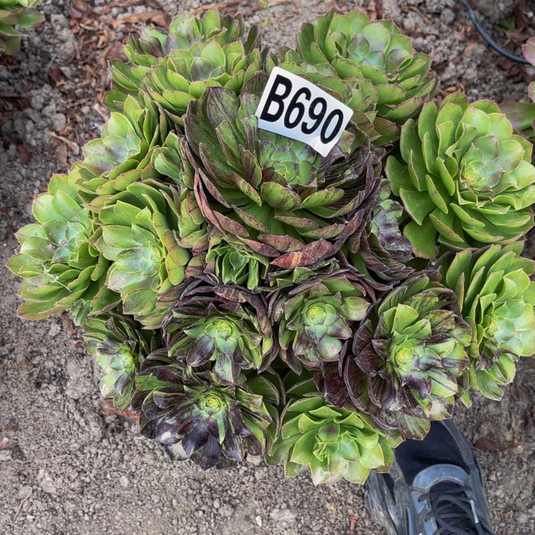 墨染法师28////52包邮