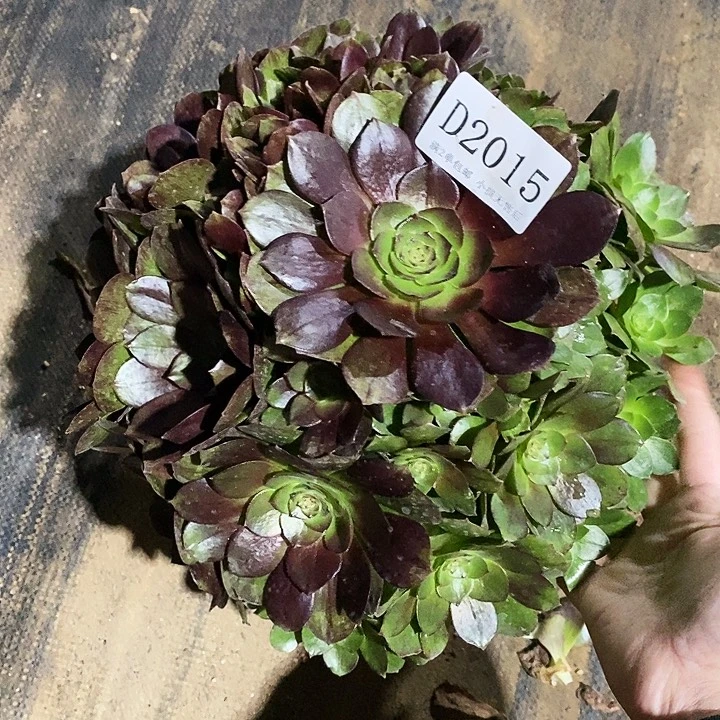 205黑牡丹多肉植物