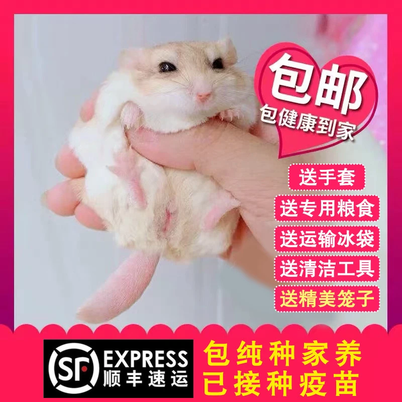 东坊甄选萌宠通心粉鼠活物送笼子幼崽北非肥尾沙鼠宿舍小宠物鼠包