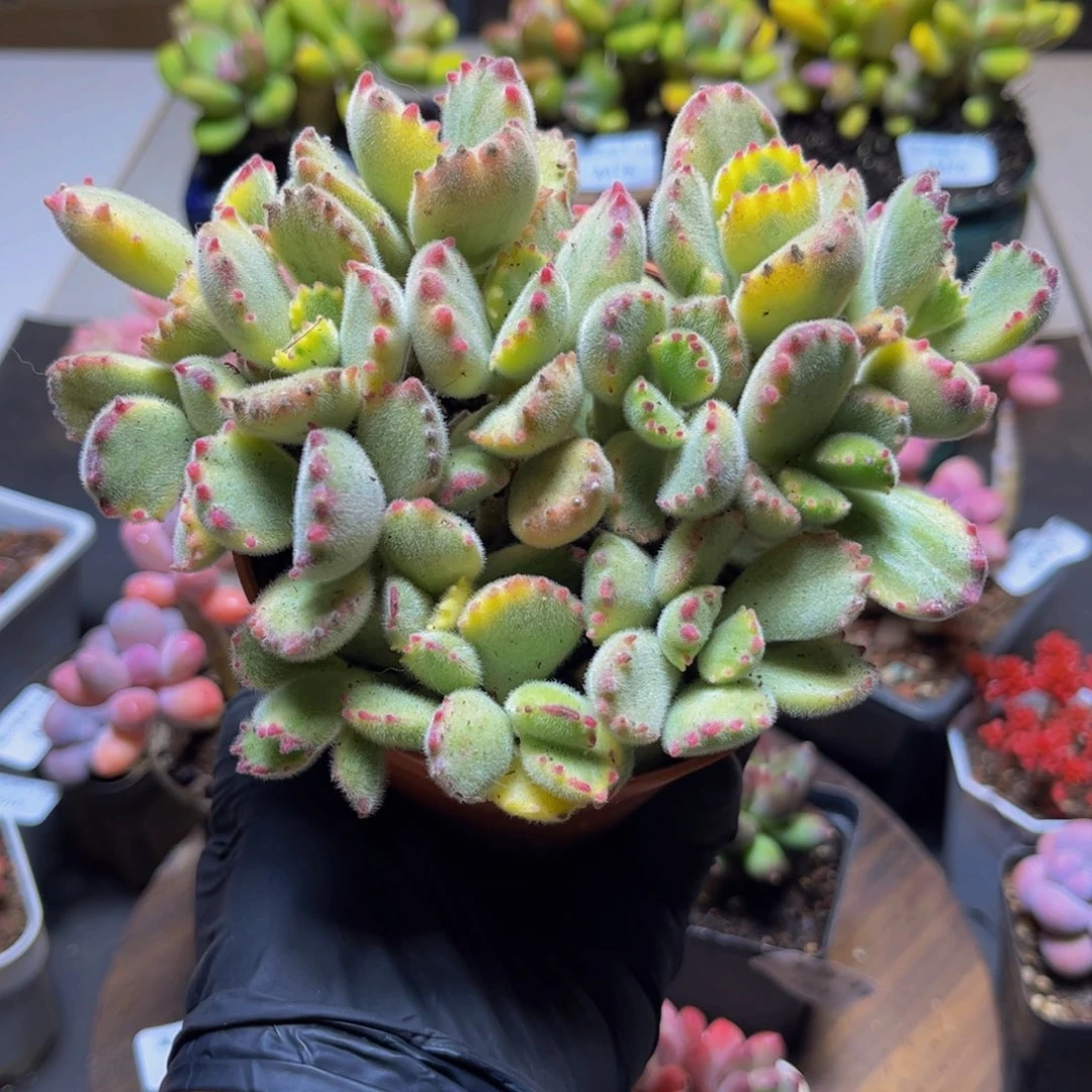 512小彩熊14厘米多肉