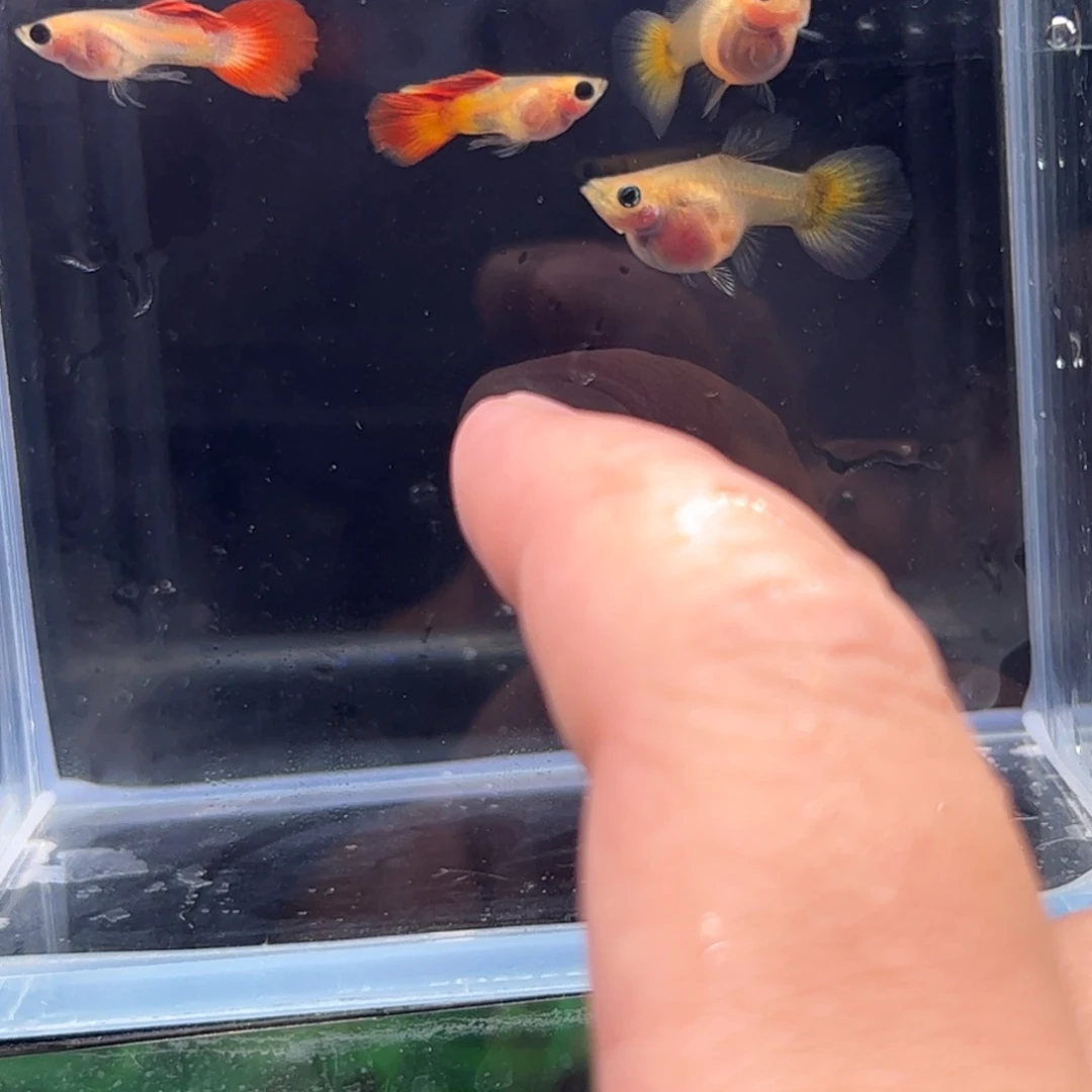 孔雀鱼落日球体1111