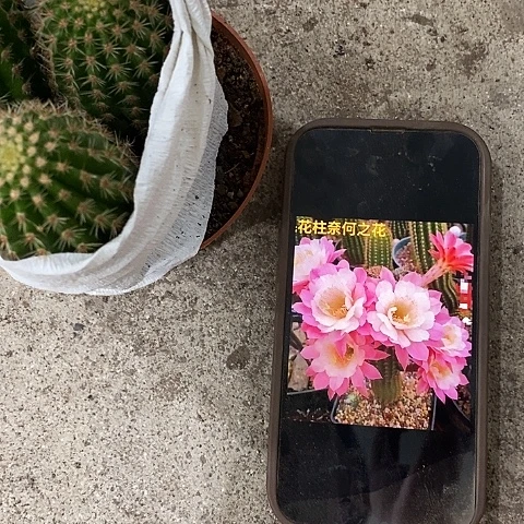 多头奈何毛花，2689000