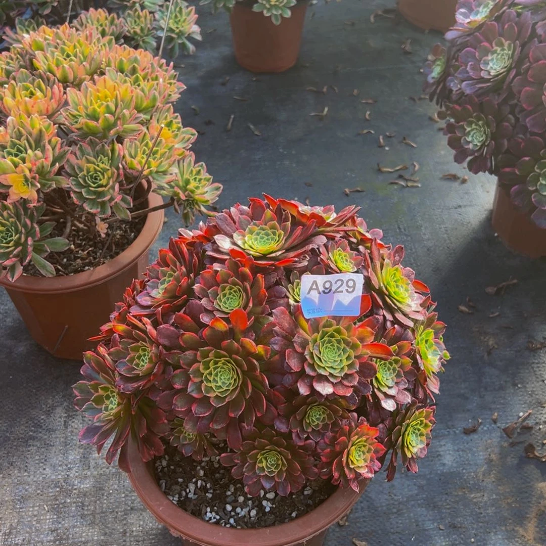 容**诚929朝霞法师，多肉植物