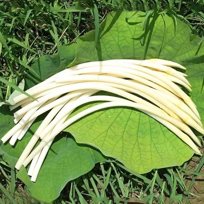 湖北新鲜藕带洪湖现摘现发脆嫩无漂白农家特产蔬菜麻辣特大号田螺