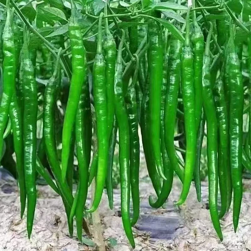 四川二荆条辣椒新鲜辣椒中辣青线椒农家种植现摘现发露天应季蔬菜