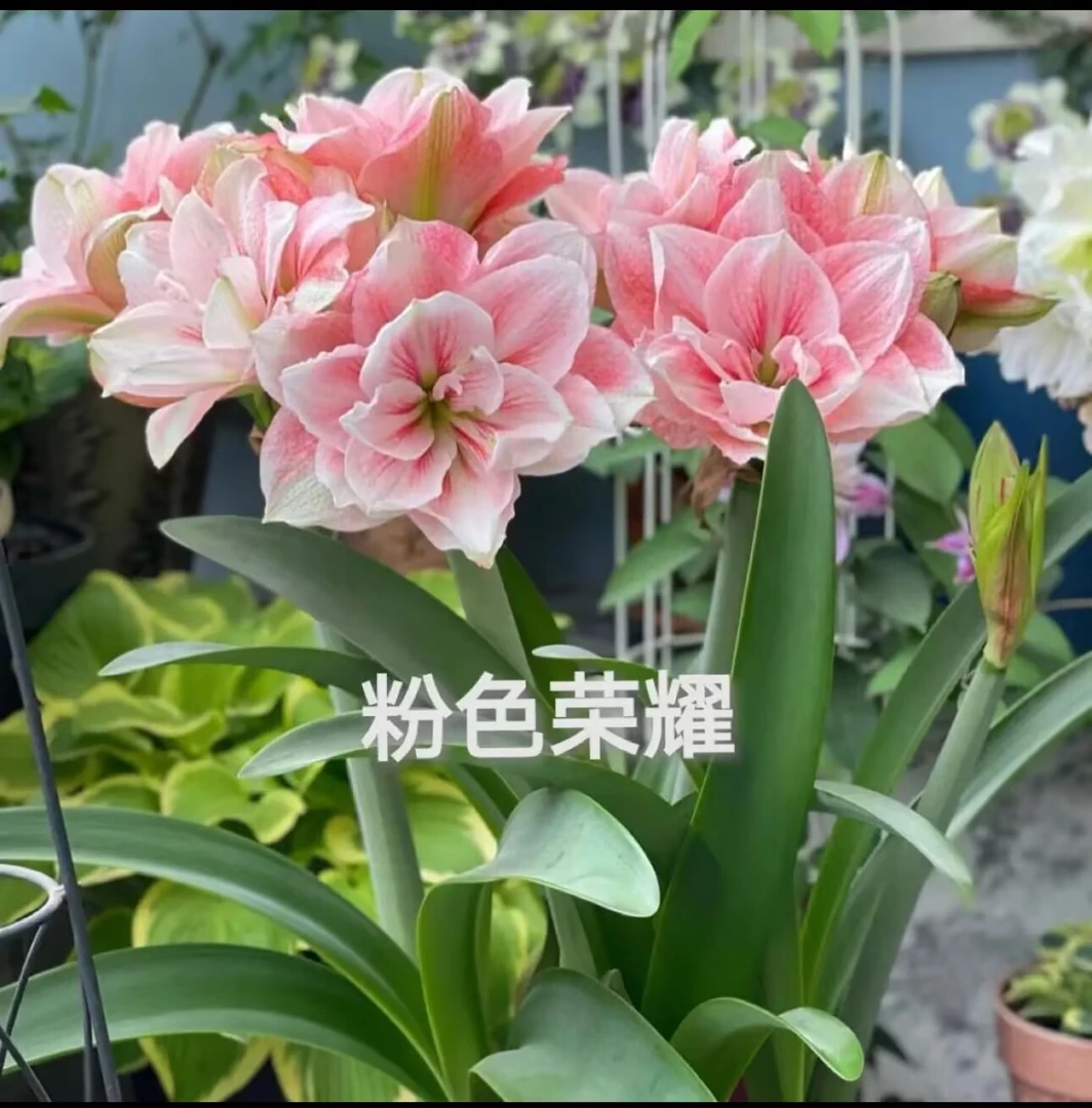 粉色荣耀】朱顶红种球6-8厘米