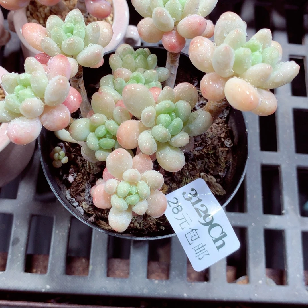 5厘米盆精控多肉3129