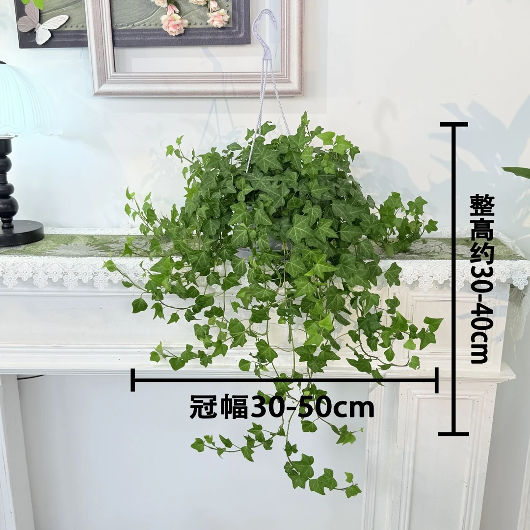 挂钩常春藤垂吊爬藤室内绿植吊兰植物阳台四季常青好养长青爬藤