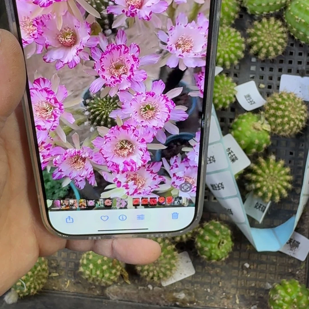 351丽花妖碟歪无根侧牙3公分左右，20包邮