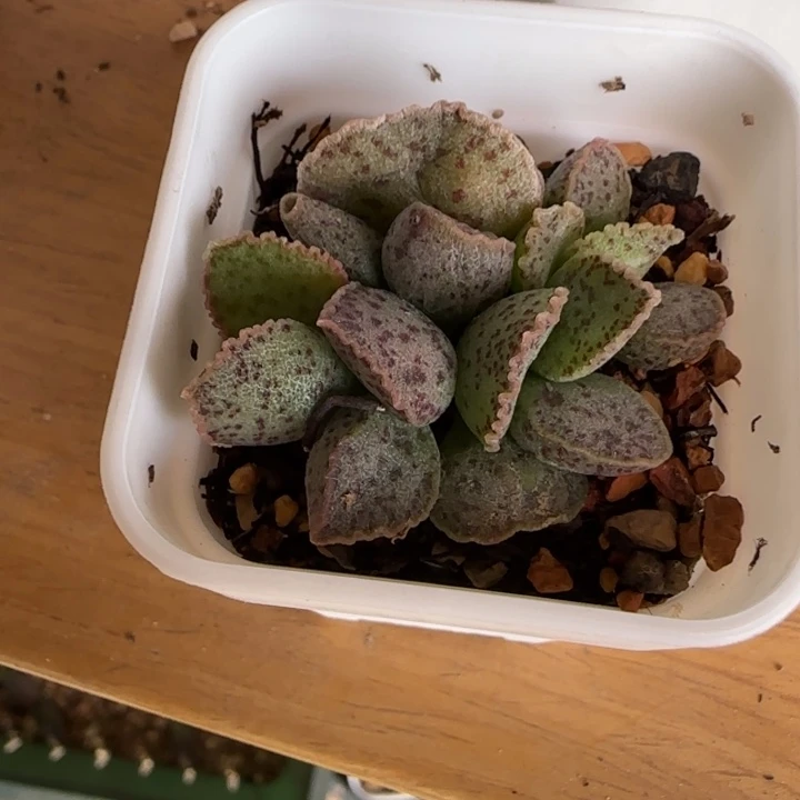 J****蔓越莓水泡多肉植物