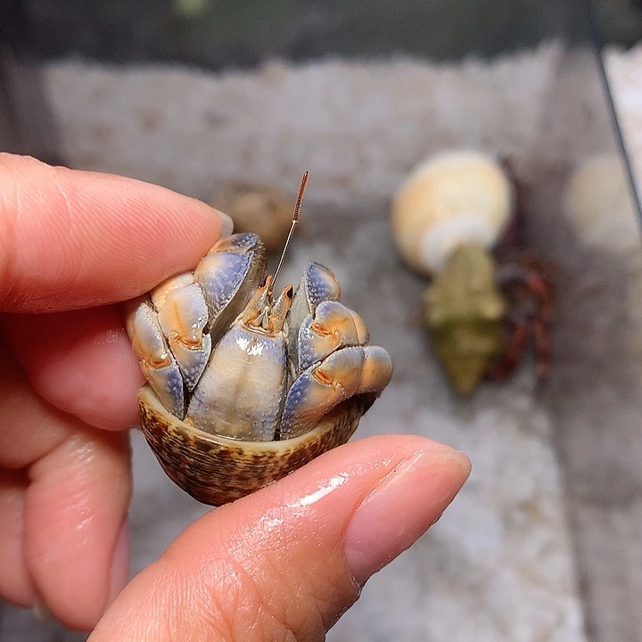 2.2口径紫路脚尖损13