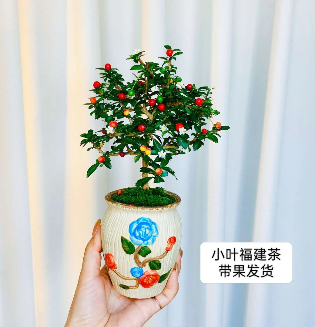福建茶【带花带果】中式陶瓷盆老桩室内室外茶桌办公桌发货好养易活