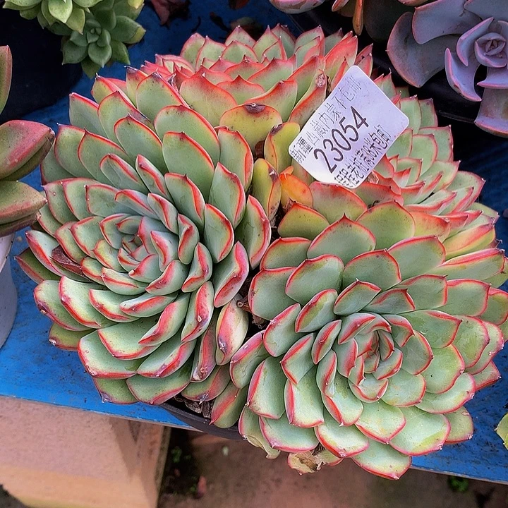 苹***生荷花23054多肉多肉
