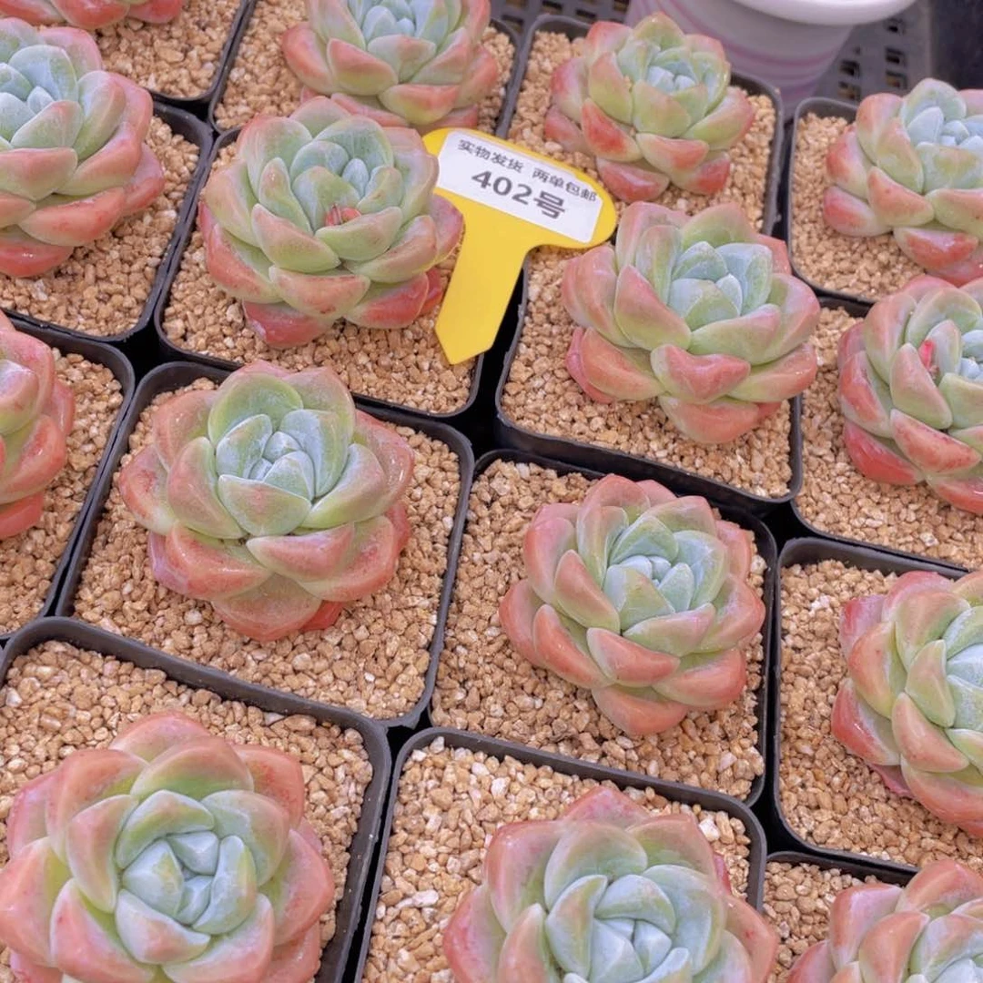 402号 肥胖樱花钻石冰玉单头一个