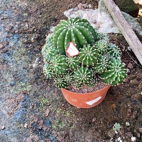 仙人球开花漂亮好看
