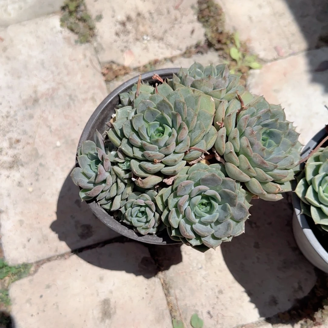 无花朵浪漫群生特价多肉