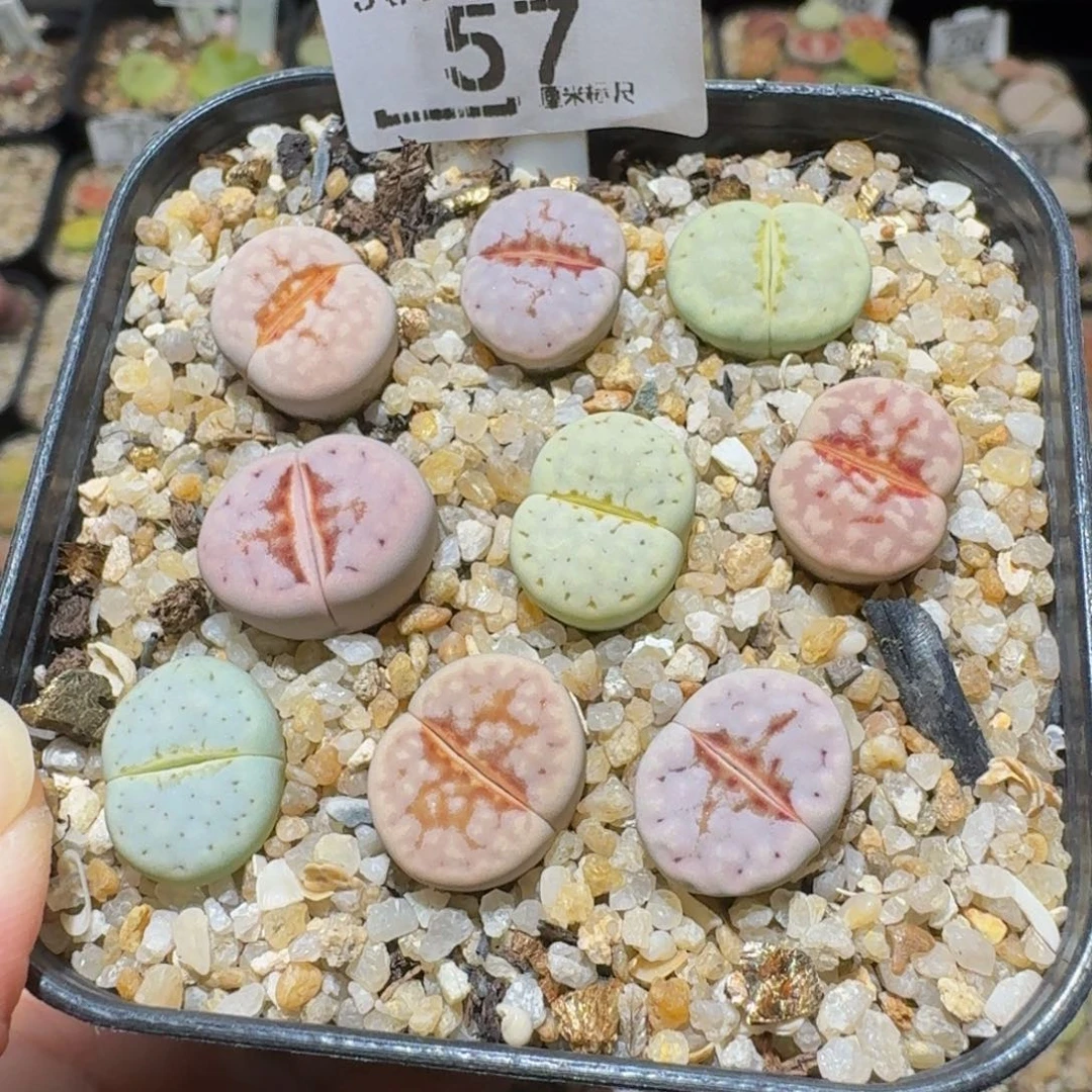 Sssss精品生石花57