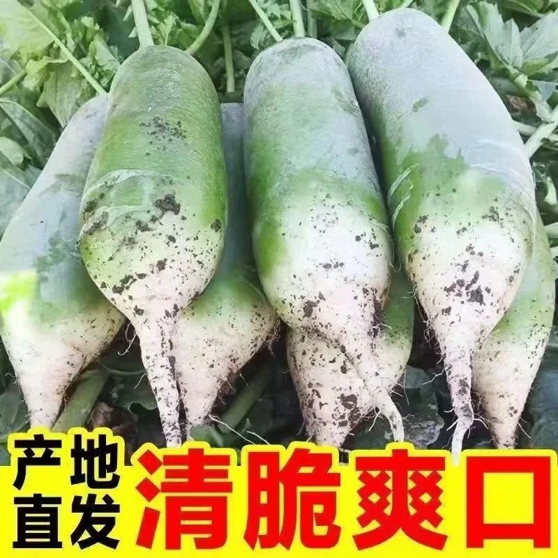正宗潍坊水果萝卜脆甜可口新鲜现挖当季蔬菜红薯