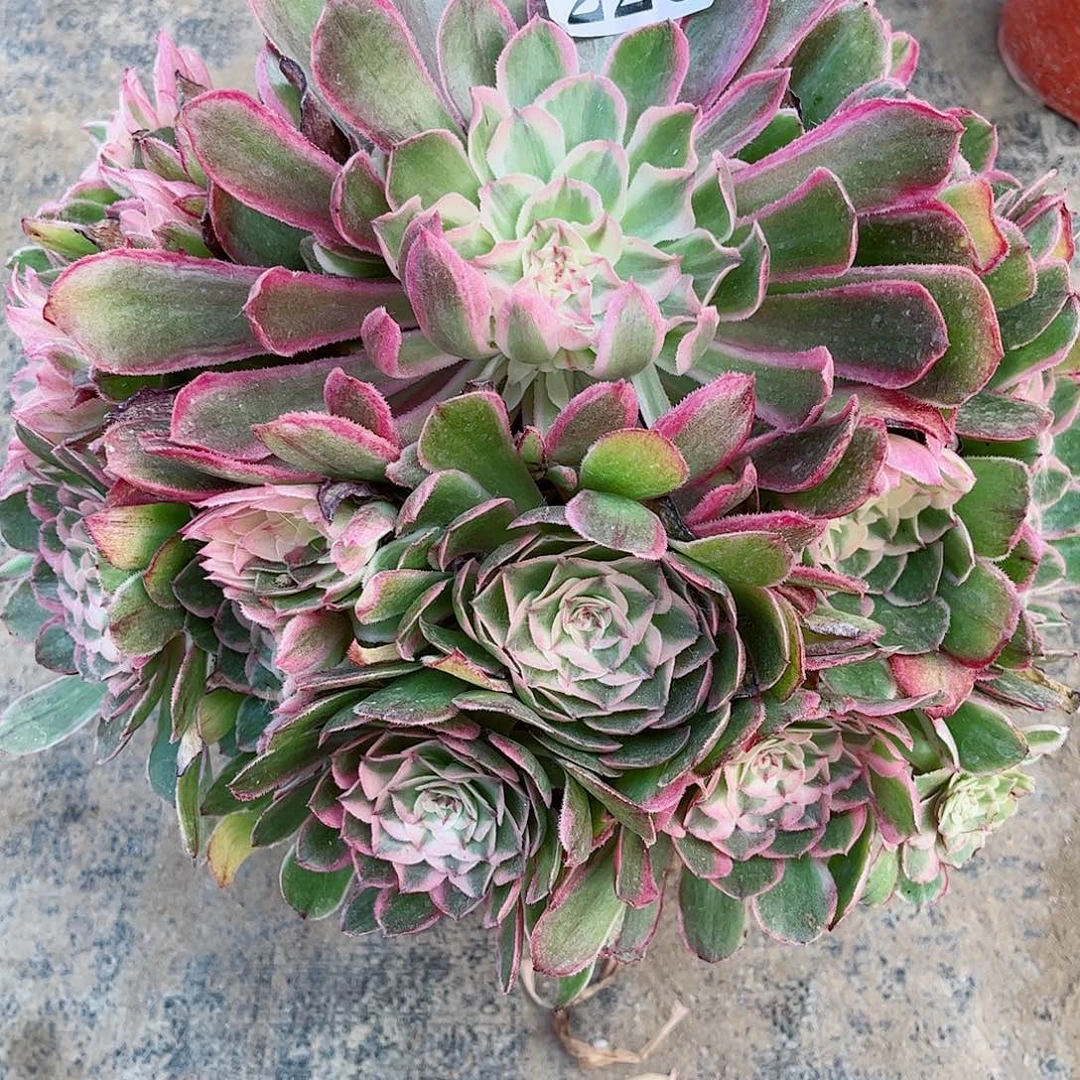 无花朵空***?多肉植物220寄养多肉