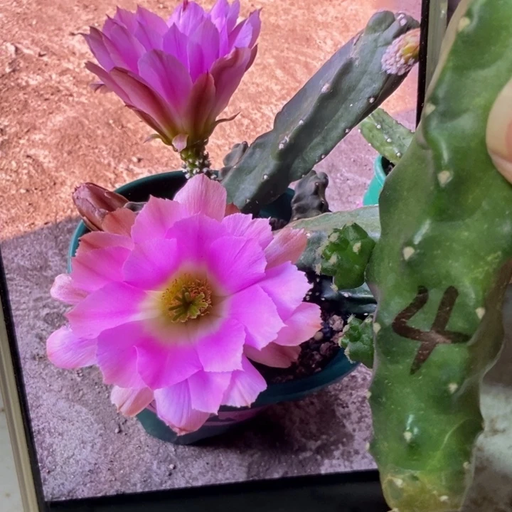 仙人球水仙晴朗四号侧芽
