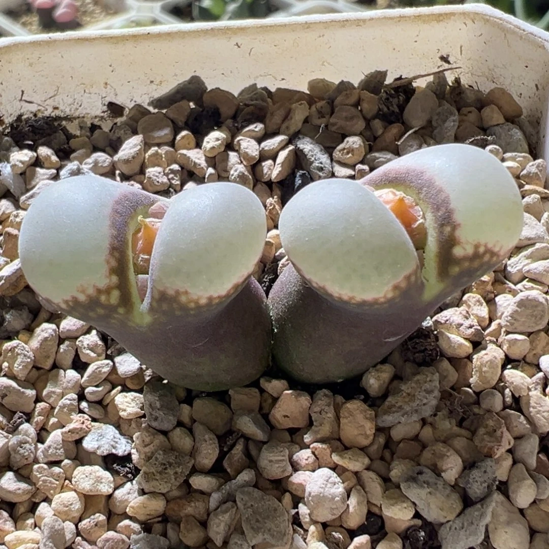 紫体奶白鼓窗 好看09