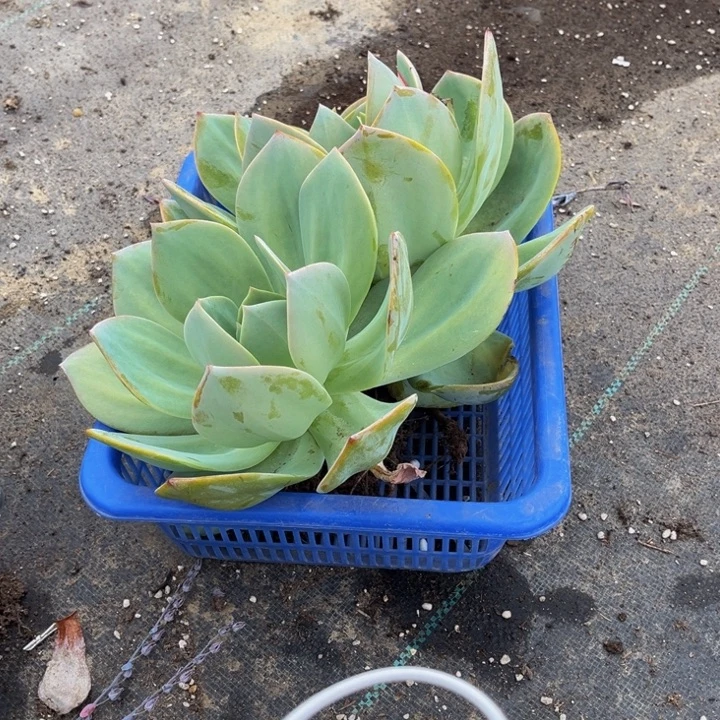 徐***霞白凤双头大白凤凤
