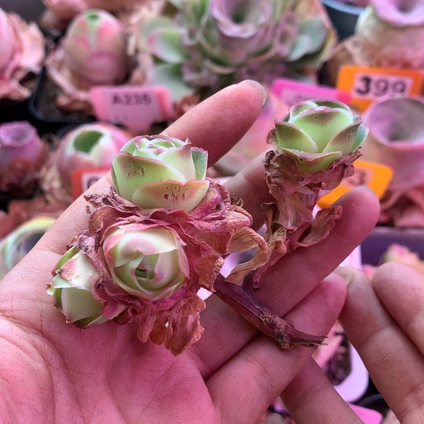 【闪购商品】隐****膀福利168