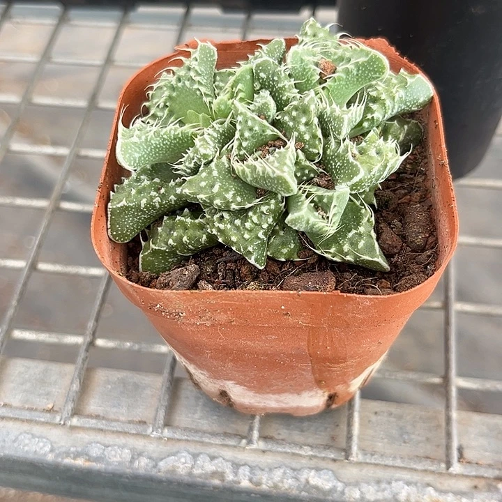 我也不知道我为什么要