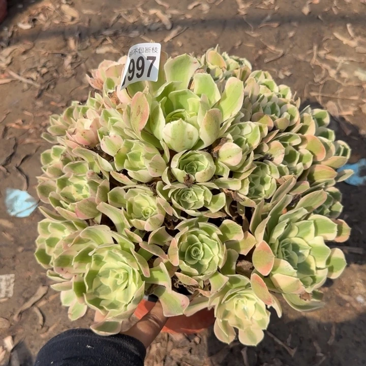 妖月……多肉植物……